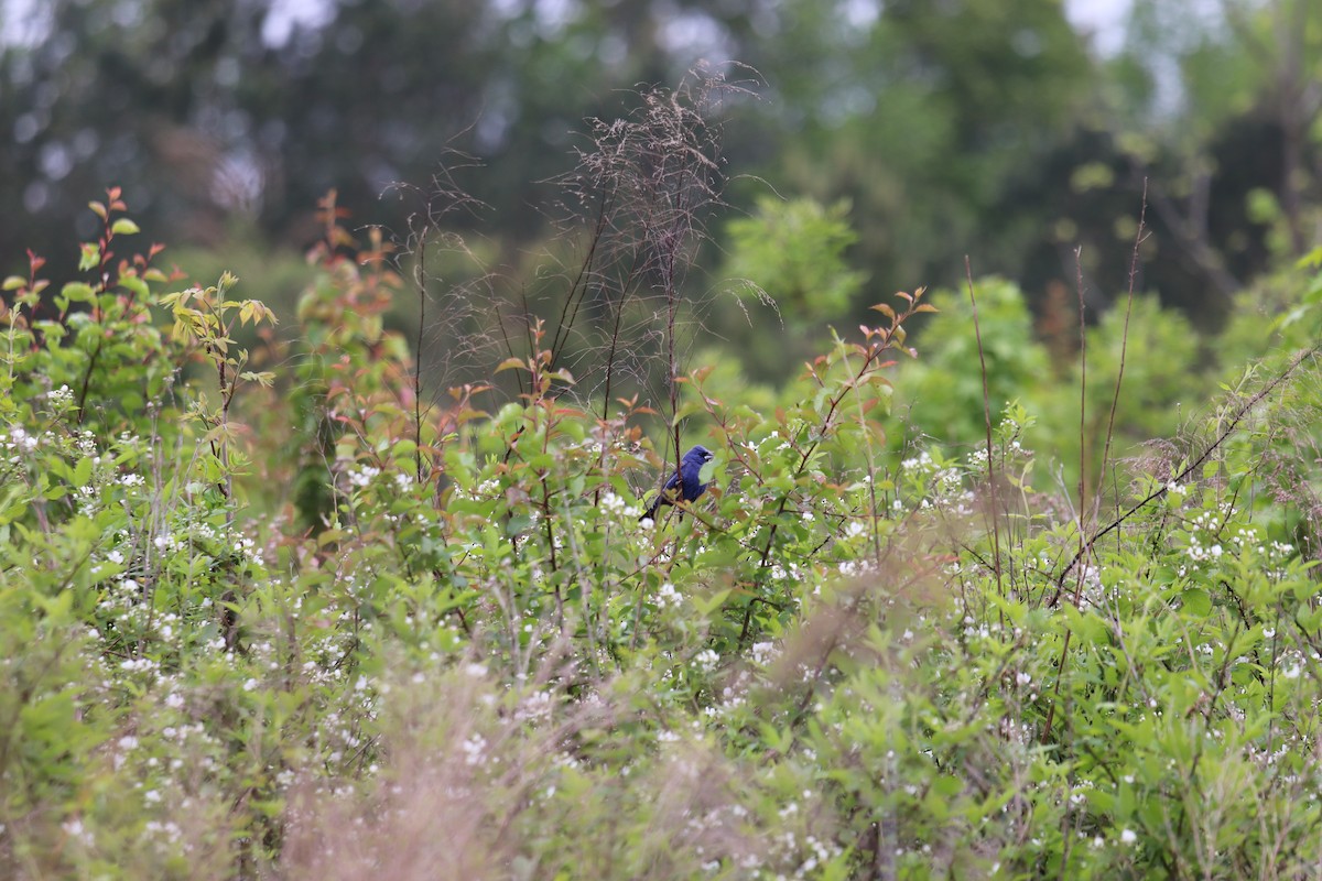 Blue Grosbeak - ML227230691