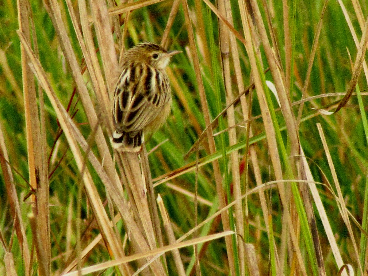 Zitting Cisticola - ML22723091