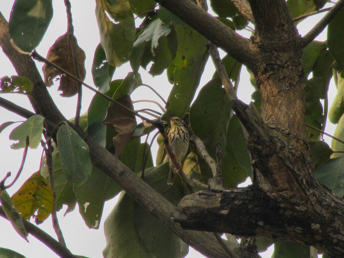 Olive-backed Pipit - ML22723131