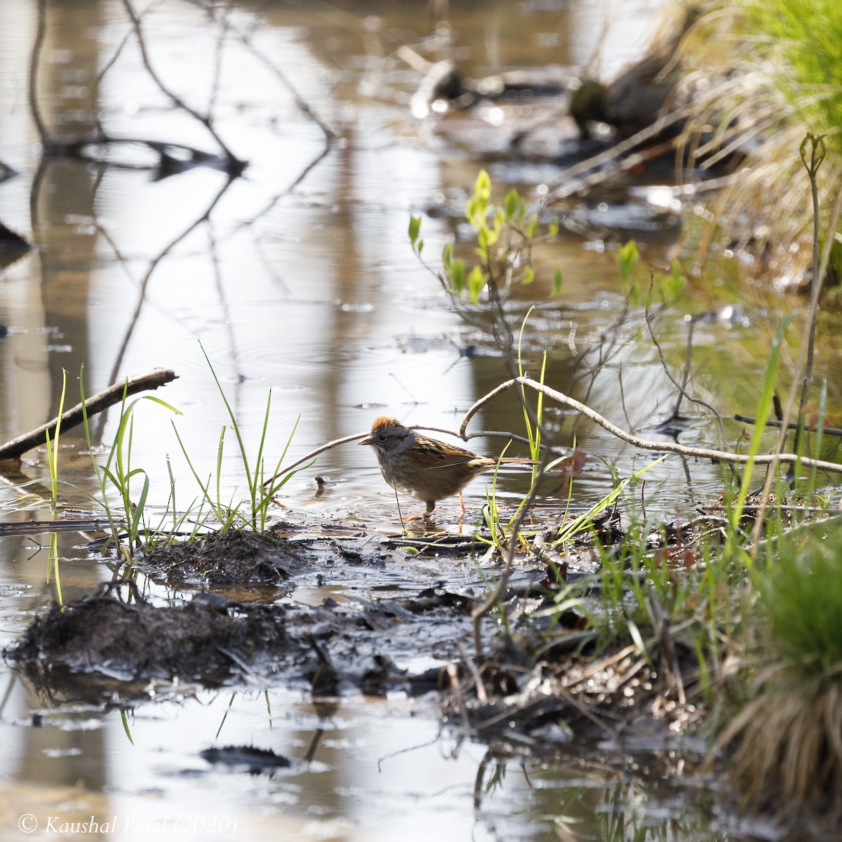 Swamp Sparrow - ML227231411