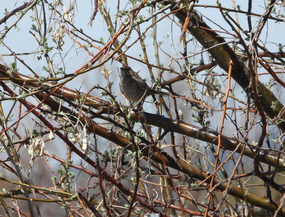 Sage Thrasher - ML227232091