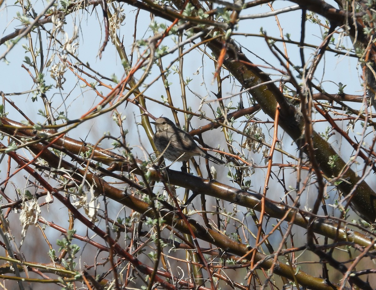 Sage Thrasher - ML227232101