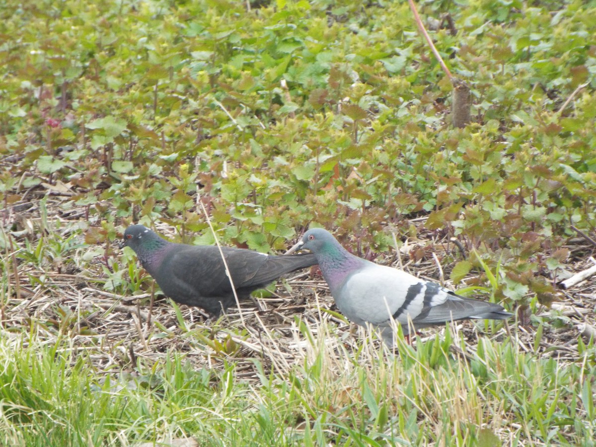 Rock Pigeon (Feral Pigeon) - ML227233751