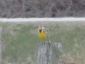 Eastern Meadowlark - Brian McKay