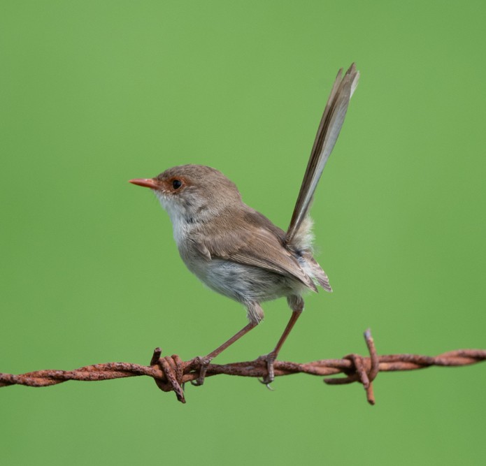 Superb Fairywren - ML227239701