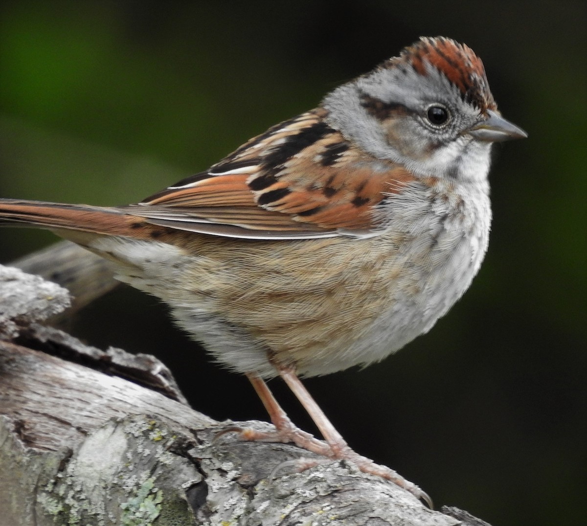 Swamp Sparrow - ML227241721