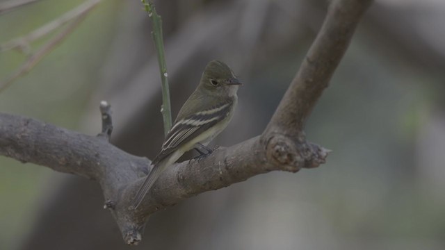 Acadian Flycatcher - ML227243021