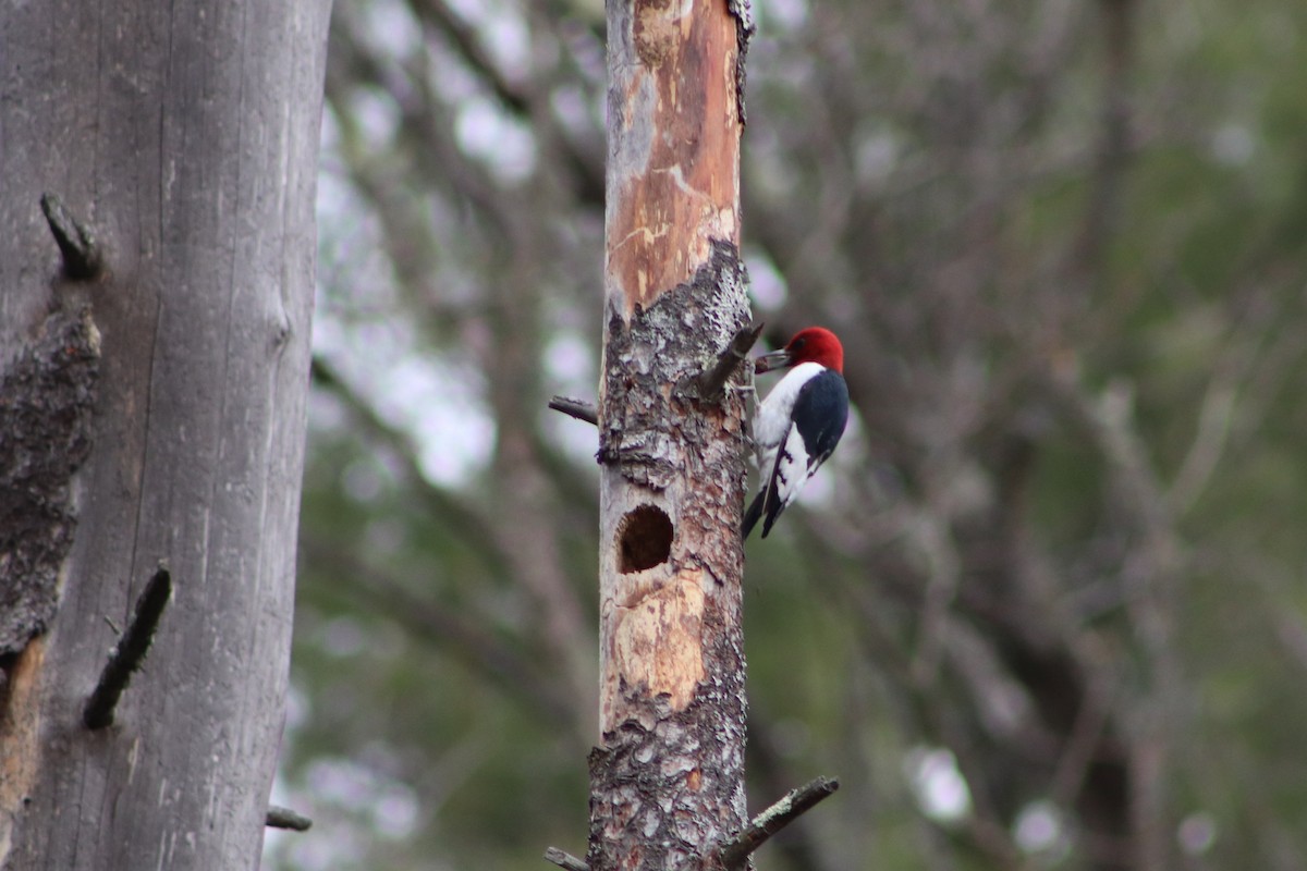 Red-headed Woodpecker - ML227243861