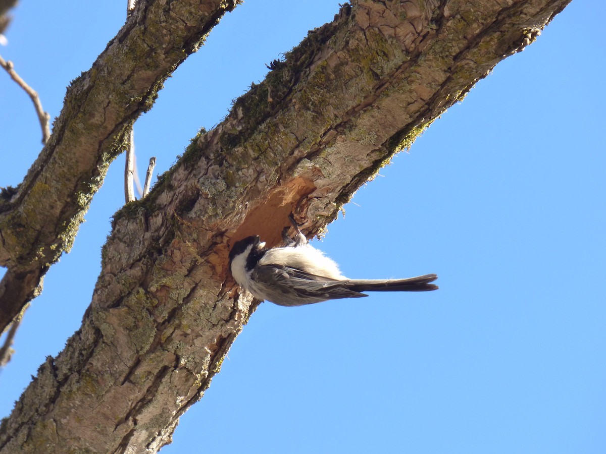 Black-capped Chickadee - ML227244631