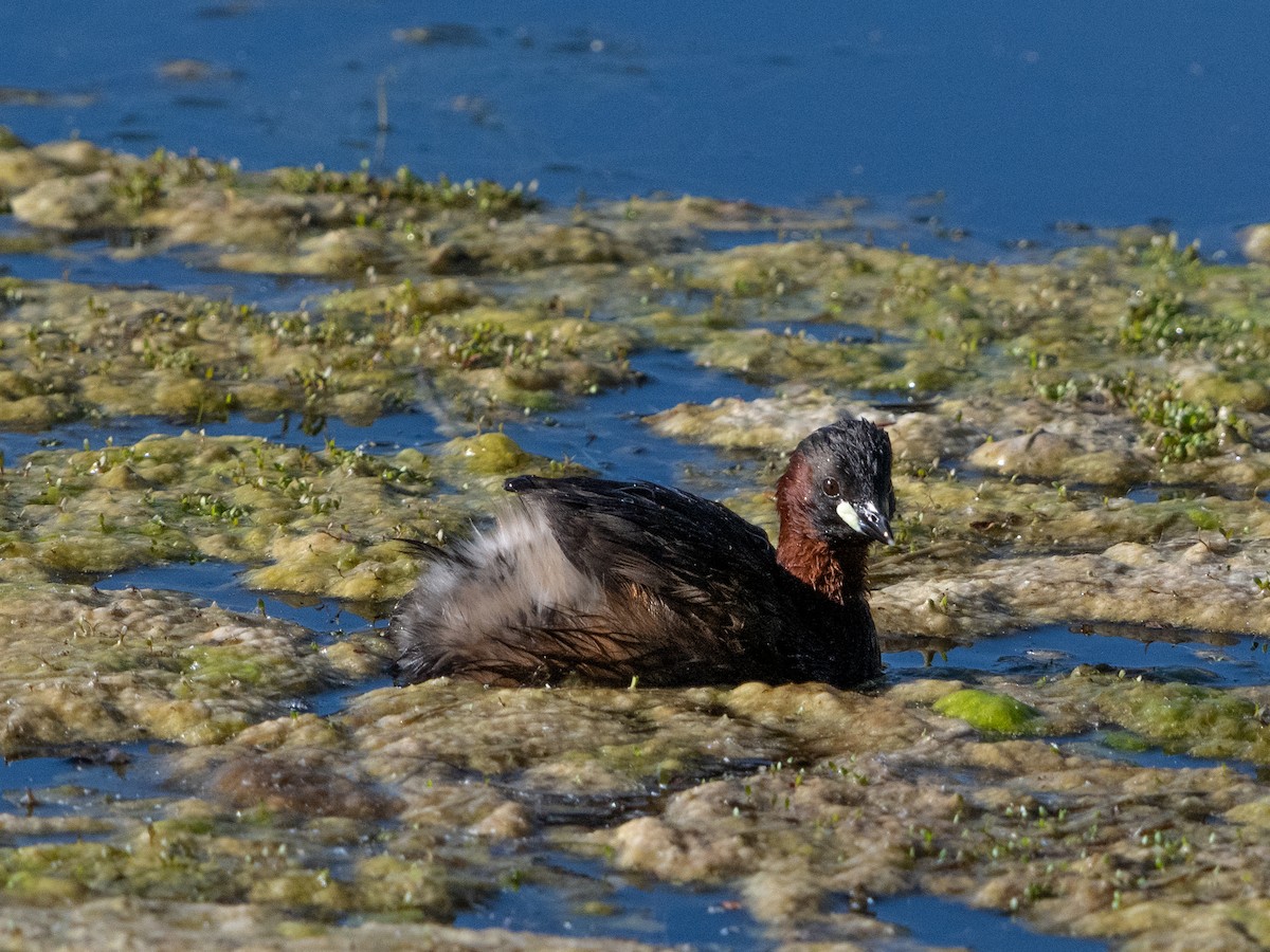 Little Grebe - Manuel Zahn