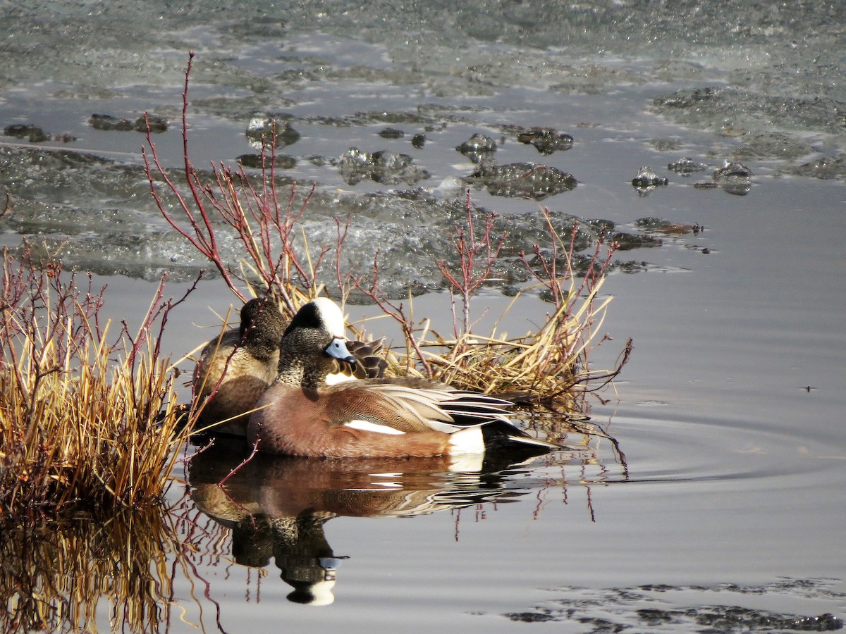 American Wigeon - ML227246971