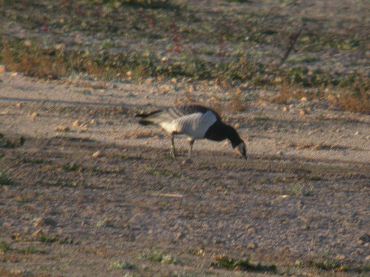 Barnacle Goose - ML227247591