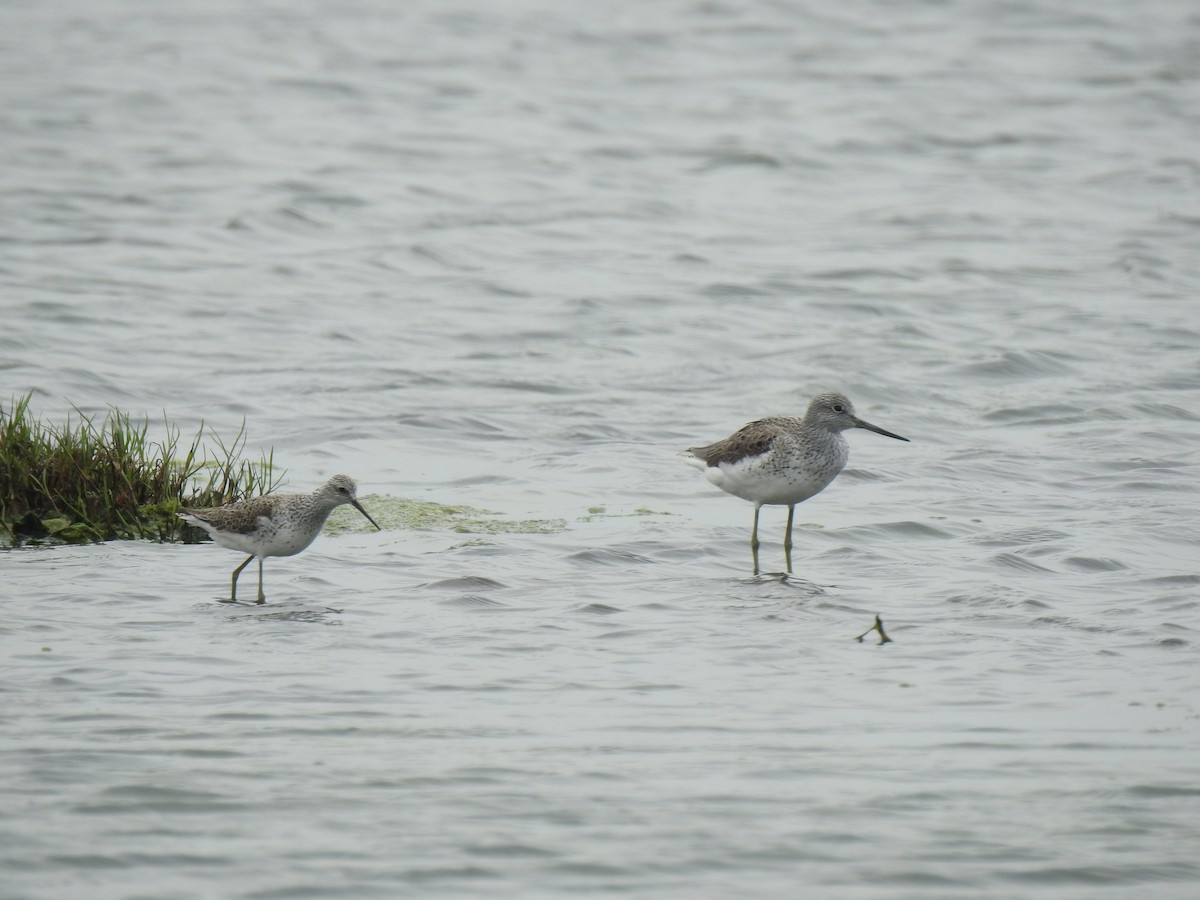 Common Greenshank - ML227247781