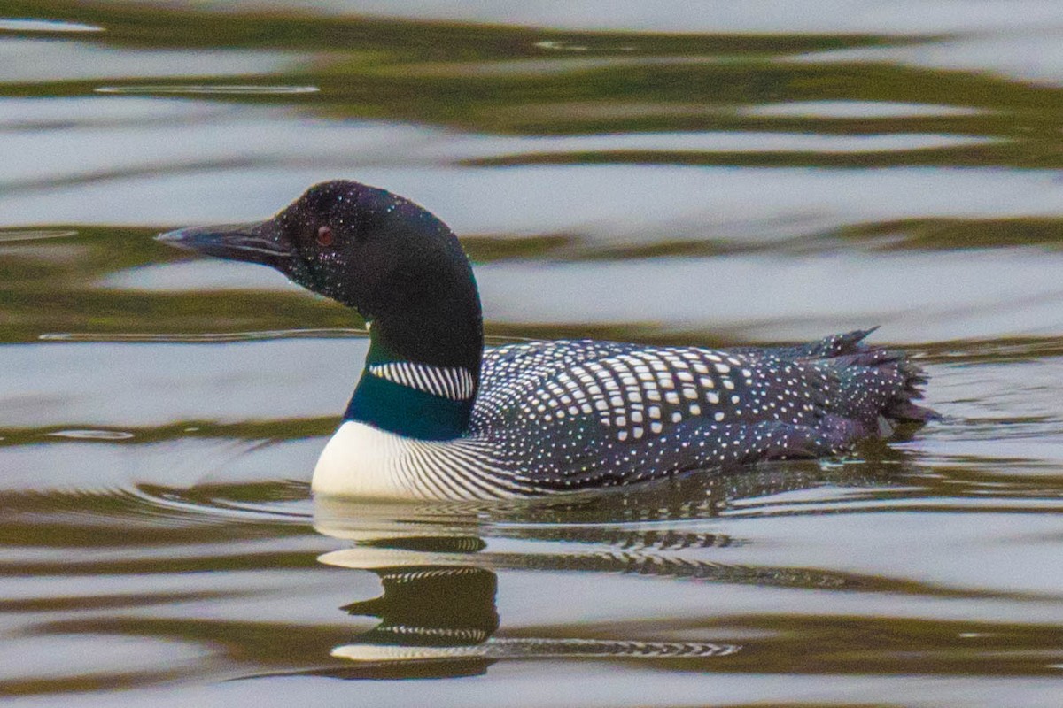 Common Loon - ML227252041