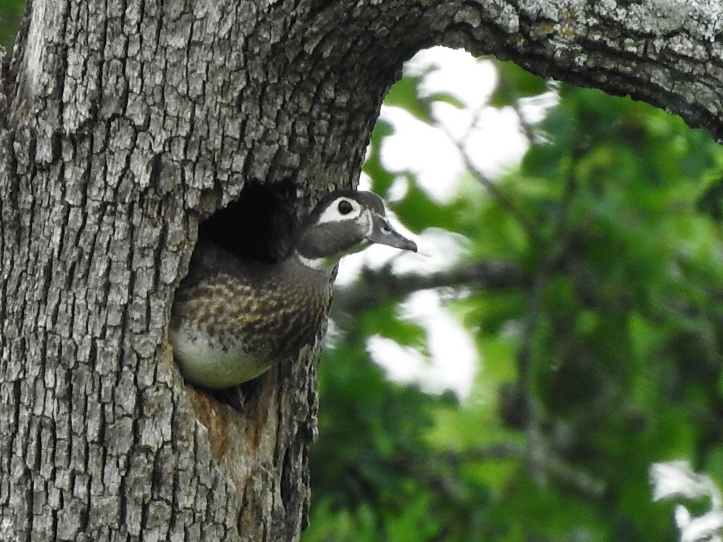 Wood Duck - Helen Baines