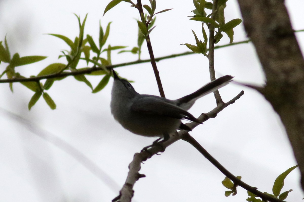 Blue-gray Gnatcatcher - ML227253601