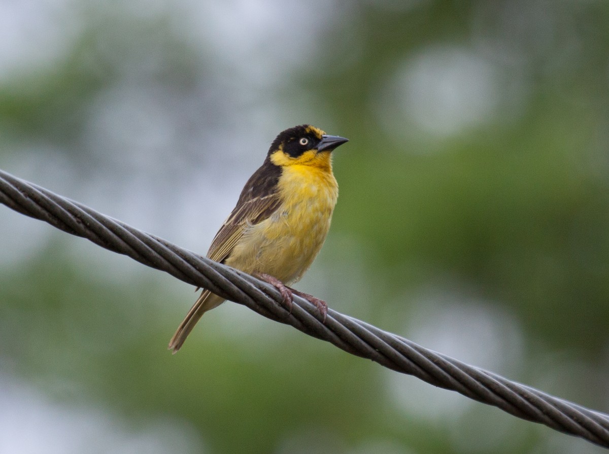 Baglafecht Weaver - ML22725471