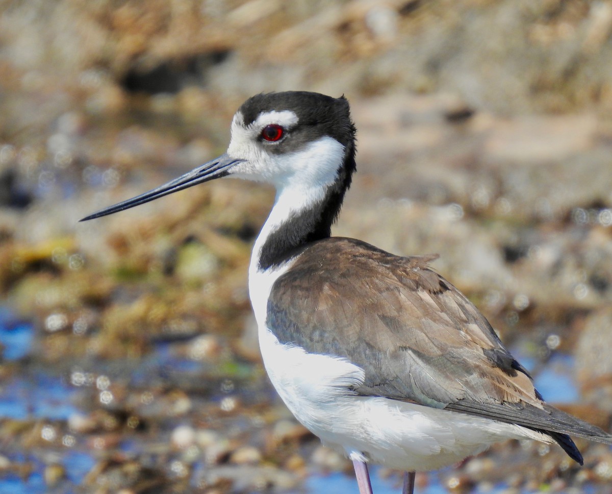 Black-necked Stilt - Van Remsen