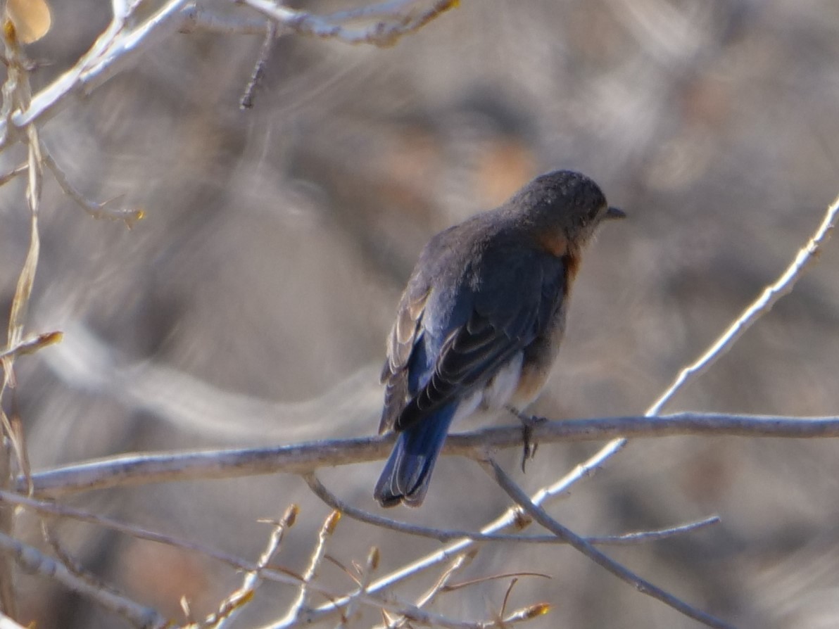 Eastern Bluebird - ML227255641