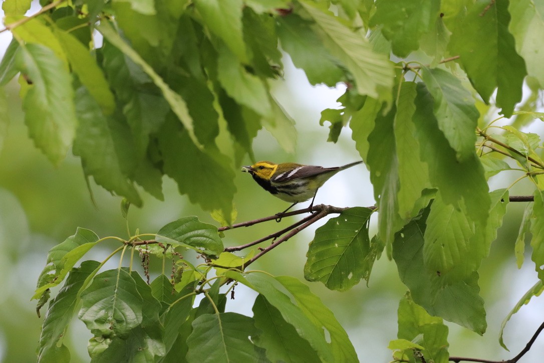 Black-throated Green Warbler - ML227255961