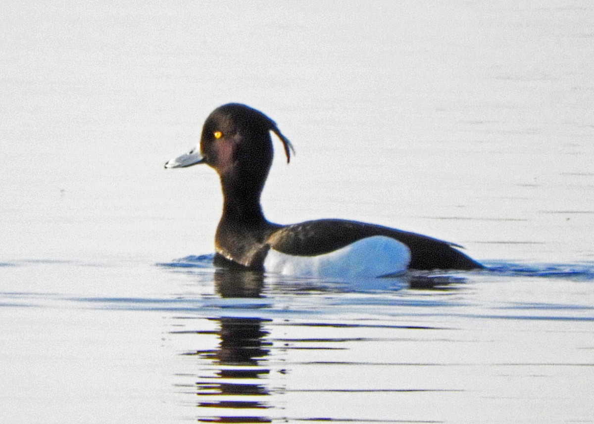 Tufted Duck - ML227257671