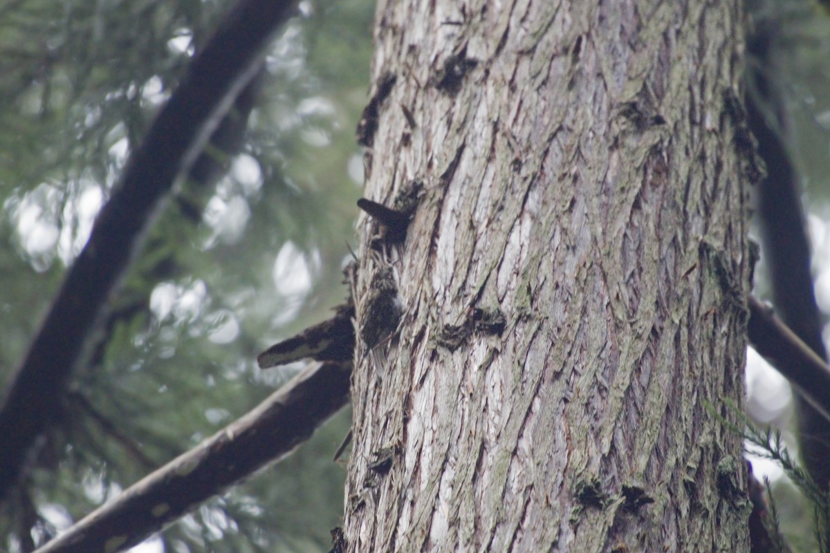 Eurasian Treecreeper - ML227258271