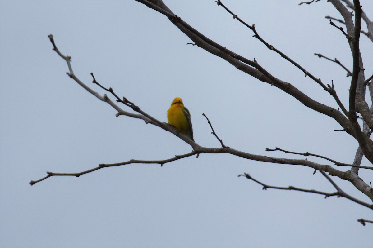 Blue-winged Warbler - ML227258791