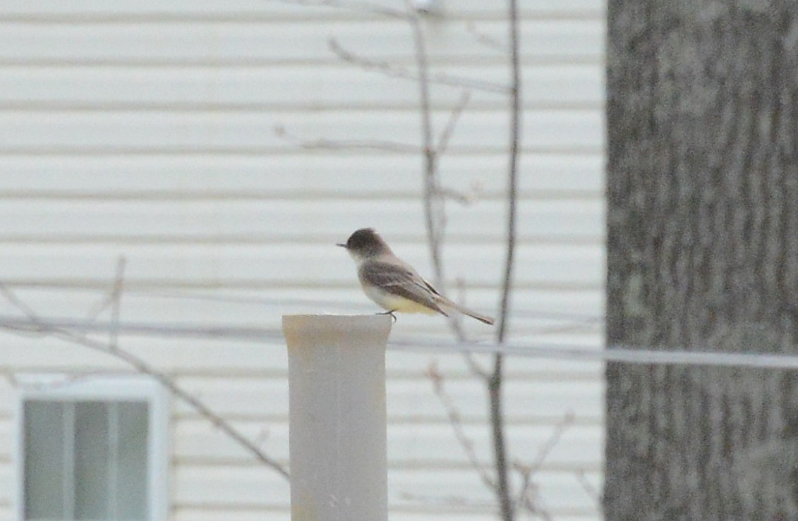 Eastern Phoebe - ML227258951