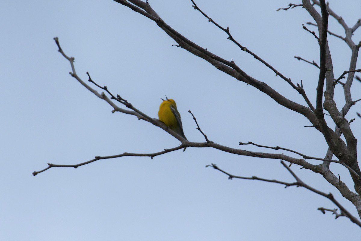 Blue-winged Warbler - ML227259021