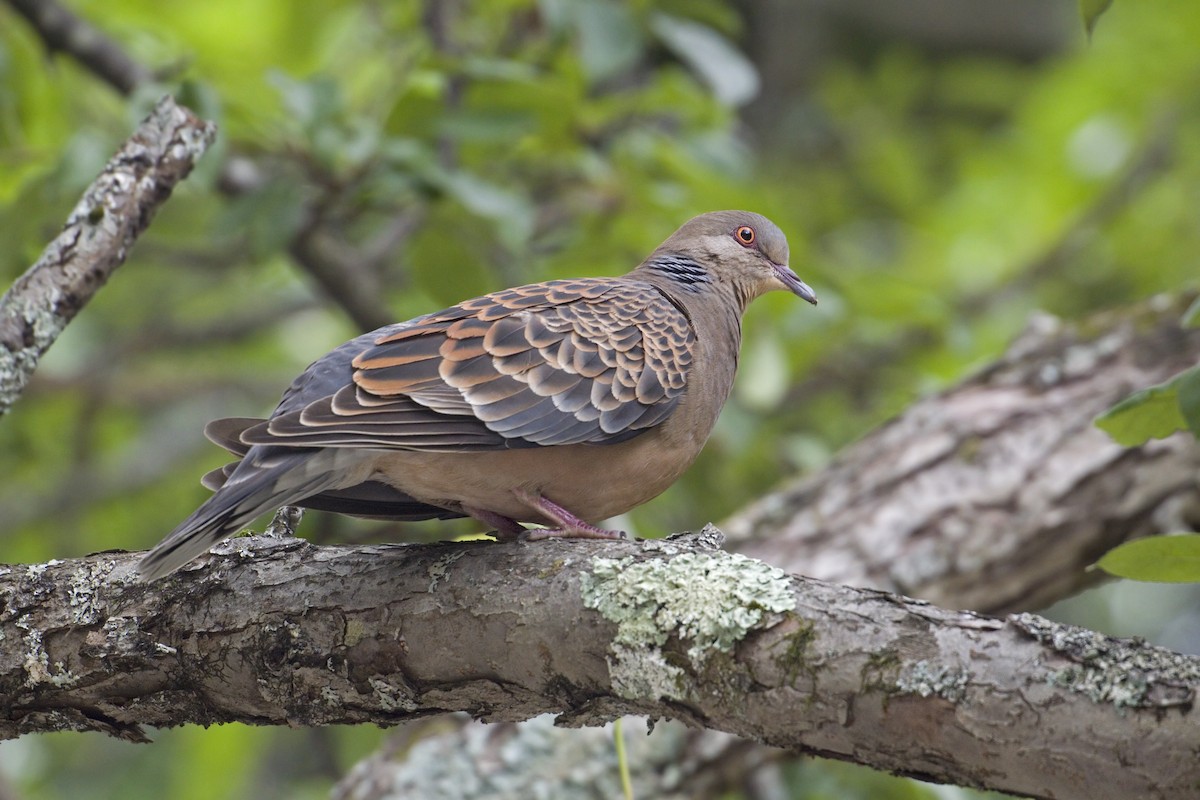 Oriental Turtle-Dove - ML227260081