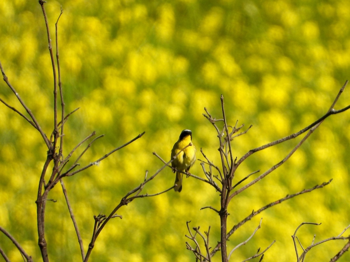 Common Yellowthroat - ML227260641