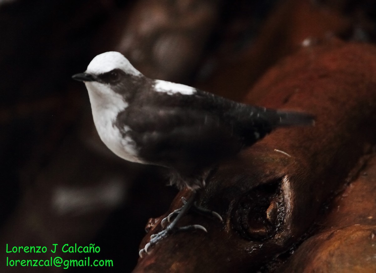 White-capped Dipper - ML227260791