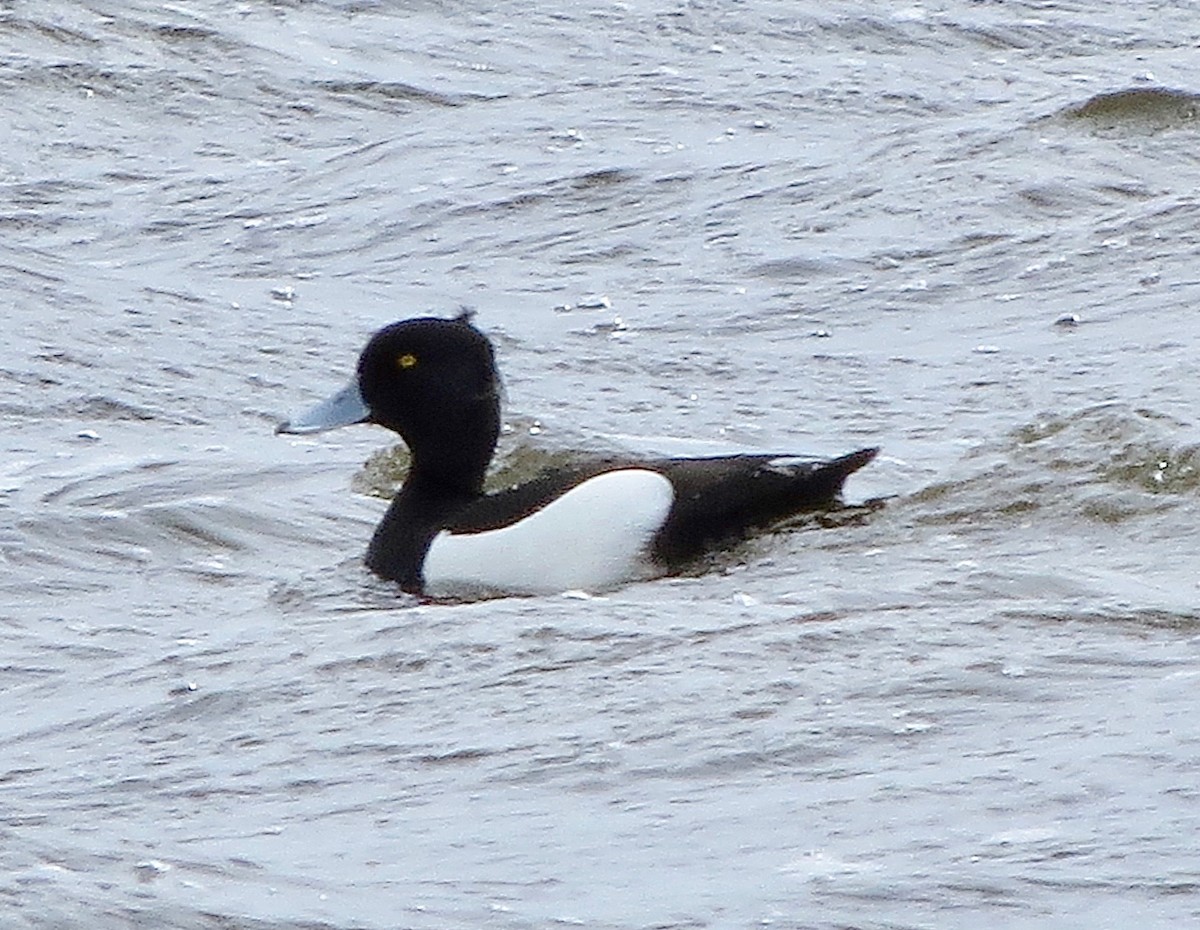 Tufted Duck - ML227261711