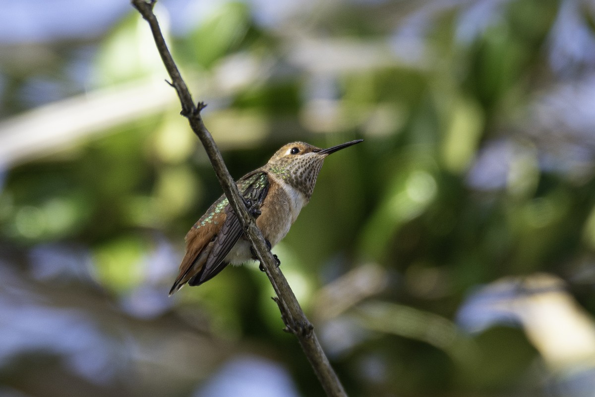 Allen's Hummingbird - Jessica Utley