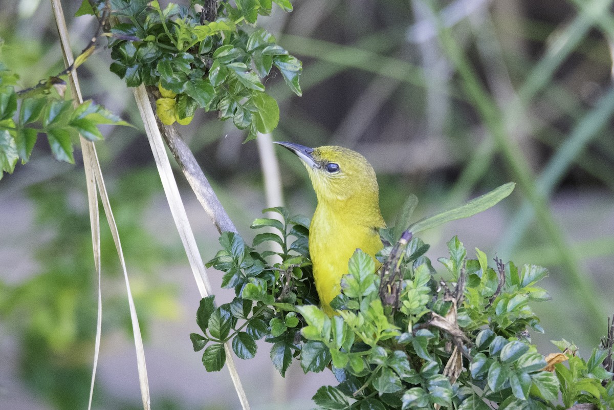 Oriole masqué - ML227262291