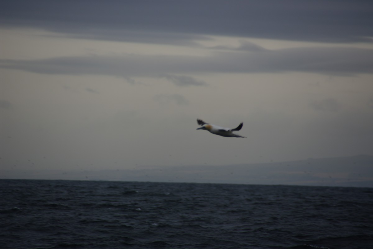 Northern Gannet - ML227262631