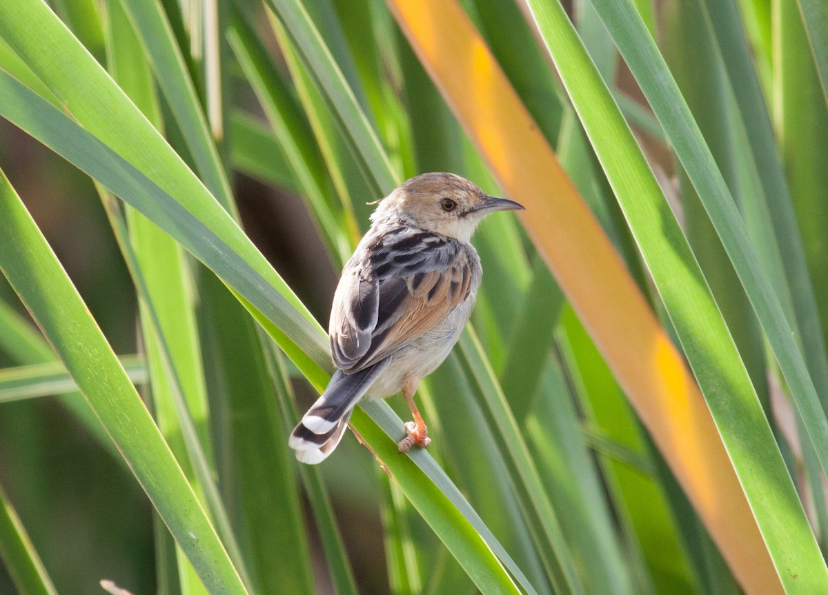 Winding Cisticola - Craig Faulhaber