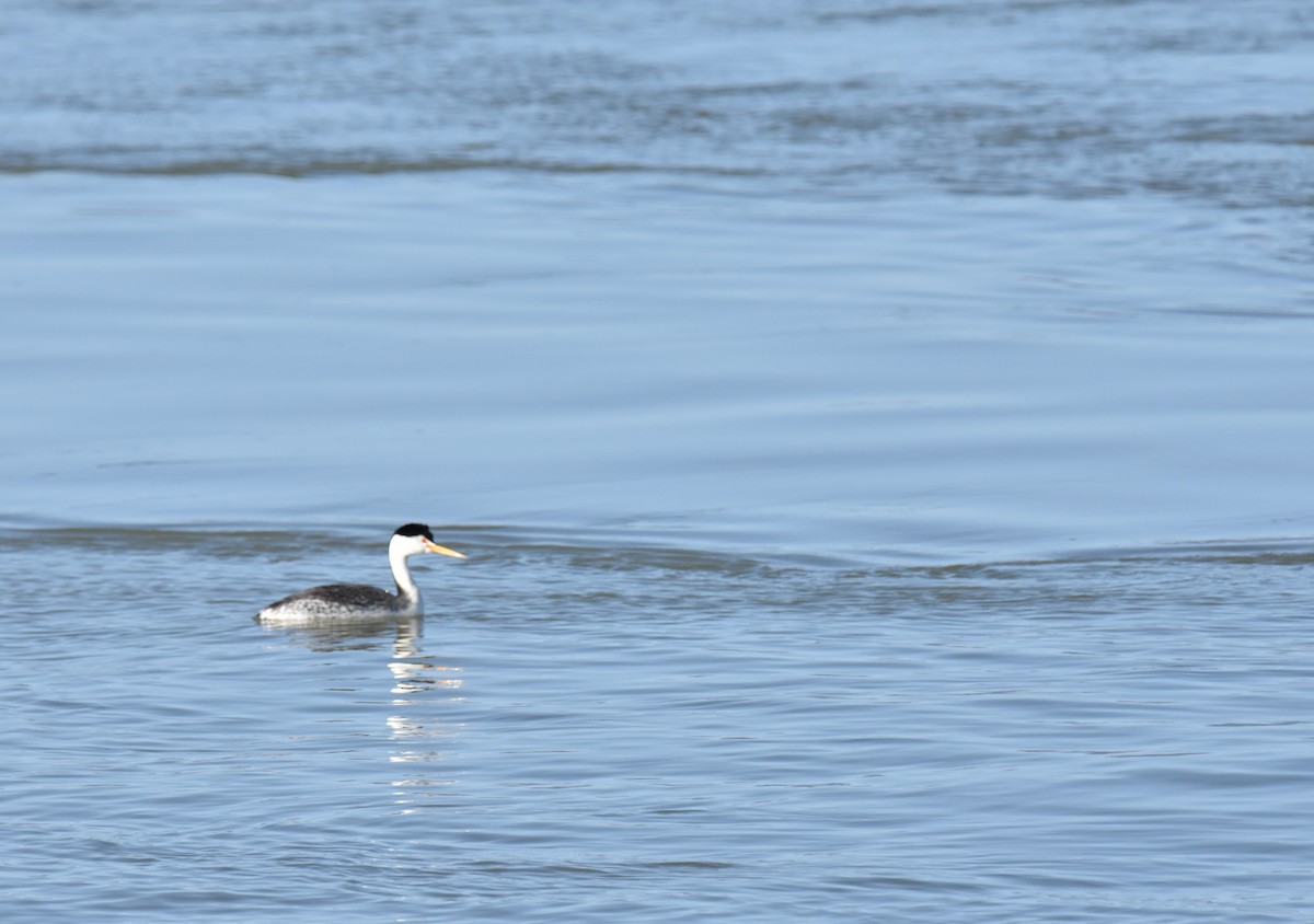 Clark's Grebe - ML227264041