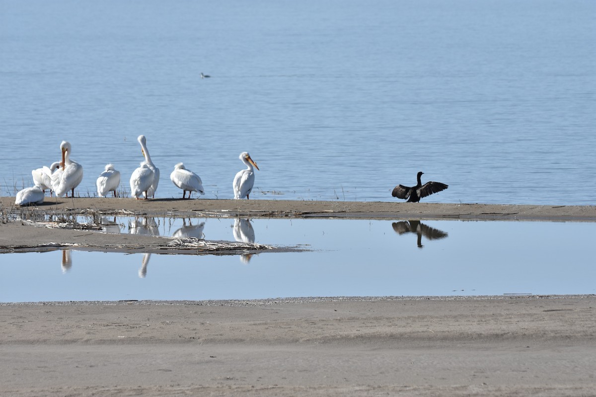 Double-crested Cormorant - ML227264501