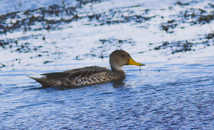 Yellow-billed Teal - Stephen Knox