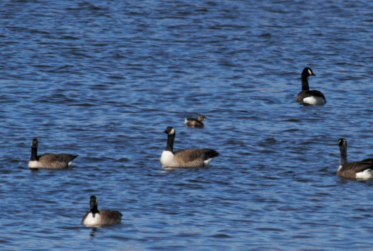 Pied-billed Grebe - ML227264871