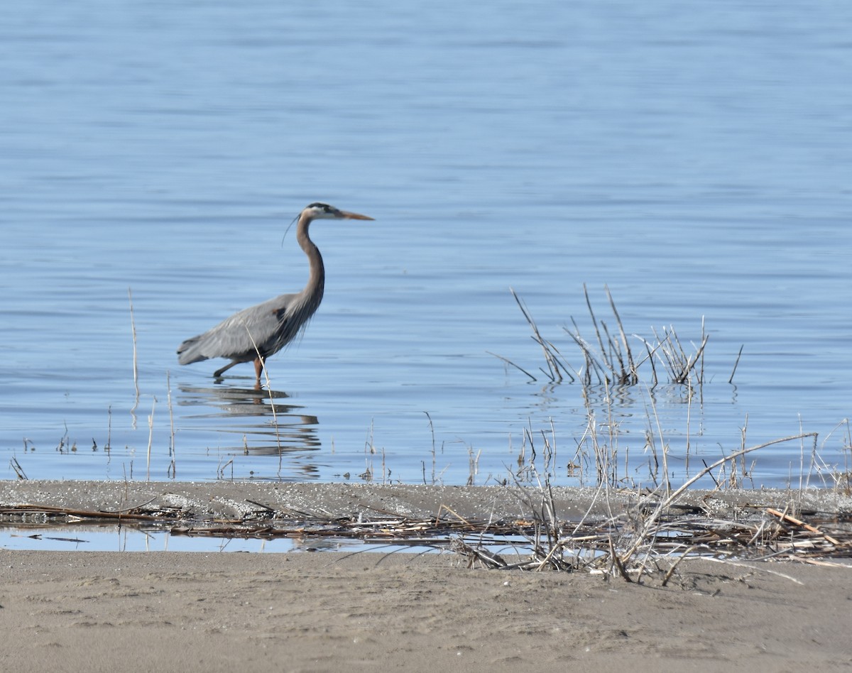 Great Blue Heron - ML227265291