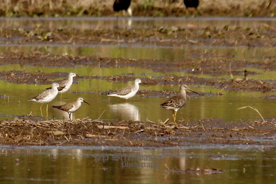 Long-billed Dowitcher - ML22726541
