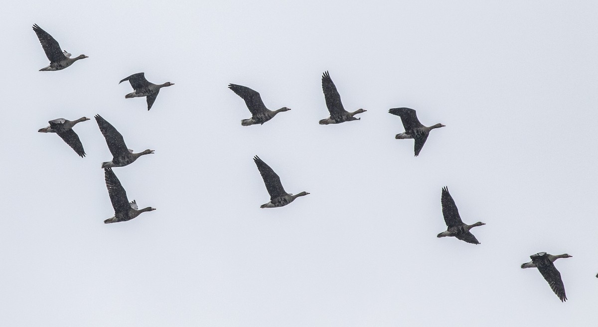 Greater White-fronted Goose - ML227265621
