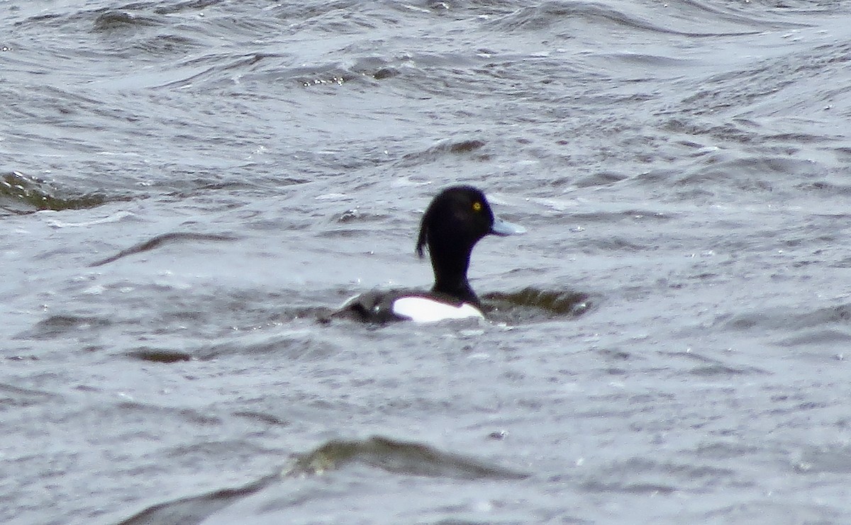 Tufted Duck - ML227267121