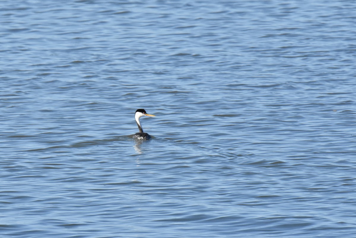 Western Grebe - ML227268831