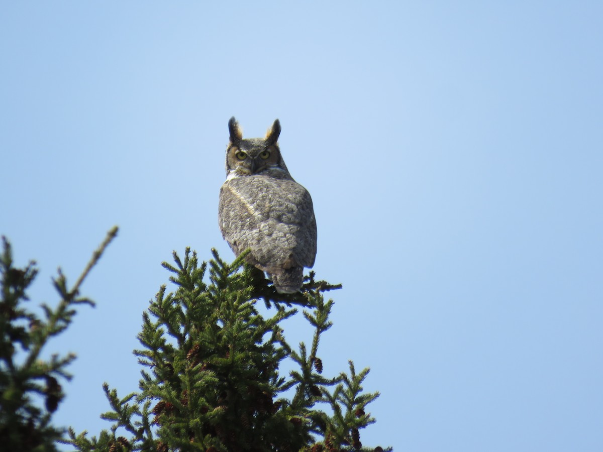 Great Horned Owl - ML227269731