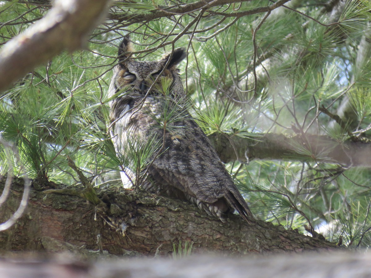Great Horned Owl - ML227269811