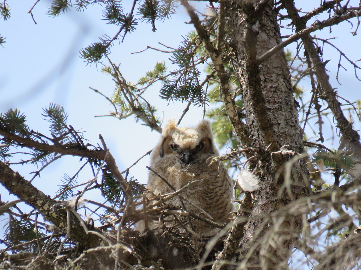 Great Horned Owl - ML227269931