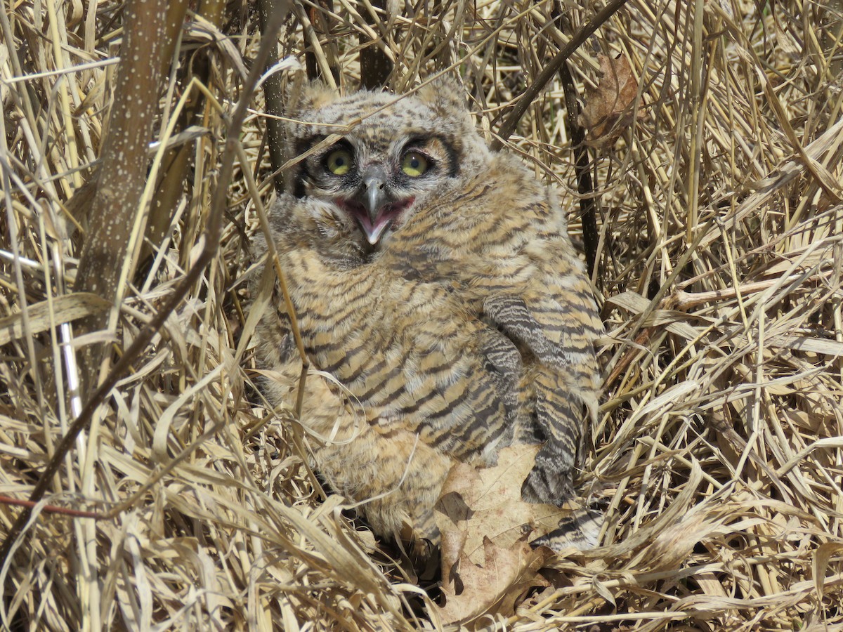 Great Horned Owl - ML227270051
